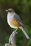 Image. Island Thrush
