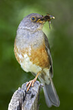 Image. Island Thrush