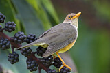 Image. Island Thrush