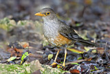 Image. Island Thrush