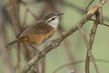 Image. Isthmian Wren