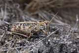 Image. Italian Locust