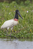 Image. Jabiru