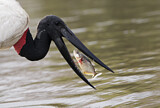 Image. Jabiru