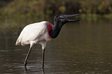 Image. Jabiru
