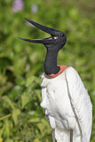 Image. Jabiru