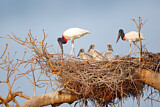 Image. Jabiru