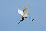 Image. Jabiru
