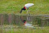 Image. Jabiru