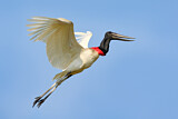 Image. Jabiru