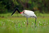 Image. Jabiru