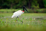 Image. Jabiru
