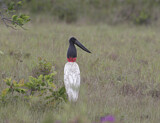 Image. Jabiru