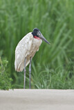 Image. Jabiru