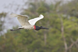 Image. Jabiru