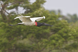 Image. Jabiru