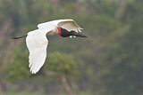 Image. Jabiru