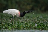 Image. Jabiru