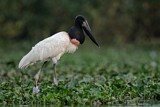 Image. Jabiru