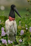 Image. Jabiru
