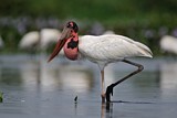 Image. Jabiru