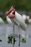 Image. Jabiru