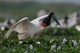 Image. Jabiru