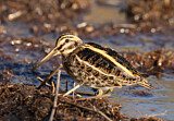 Image. Jack Snipe