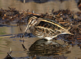 Image. Jack Snipe
