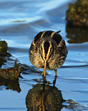 Image. Jack Snipe