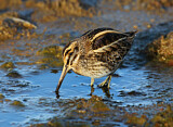 Image. Jack Snipe