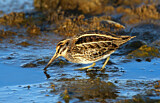 Image. Jack Snipe