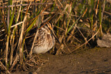 Image. Jack Snipe
