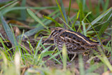 Image. Jack Snipe