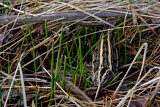 Image. Jack Snipe