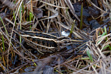 Image. Jack Snipe