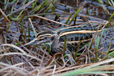 Image. Jack Snipe