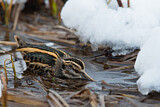 Image. Jack Snipe