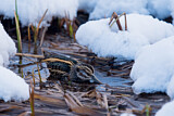 Image. Jack Snipe