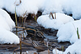 Image. Jack Snipe
