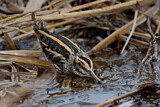 Image. Jack Snipe