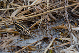 Image. Jack Snipe