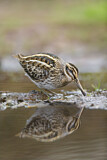 Image. Jack Snipe