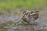 Image. Jack Snipe