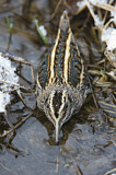 Image. Jack Snipe