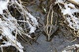 Image. Jack Snipe