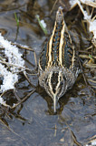 Image. Jack Snipe
