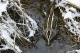 Image. Jack Snipe