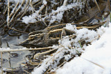 Image. Jack Snipe