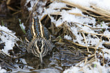 Image. Jack Snipe